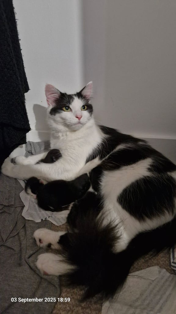 Kittens ready for adoption - 2 already reserved 