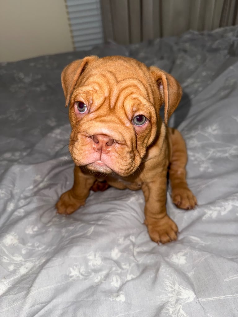 Beautiful Female English Bulldog Puppy 🩷