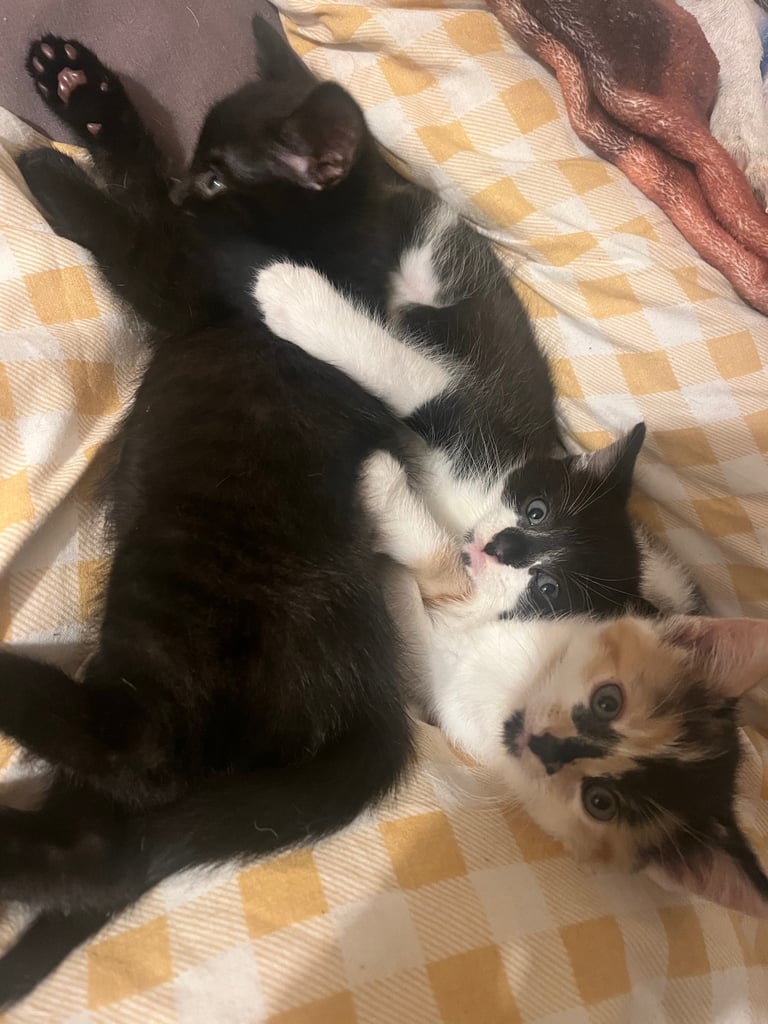 Kittens ready for there forever home
