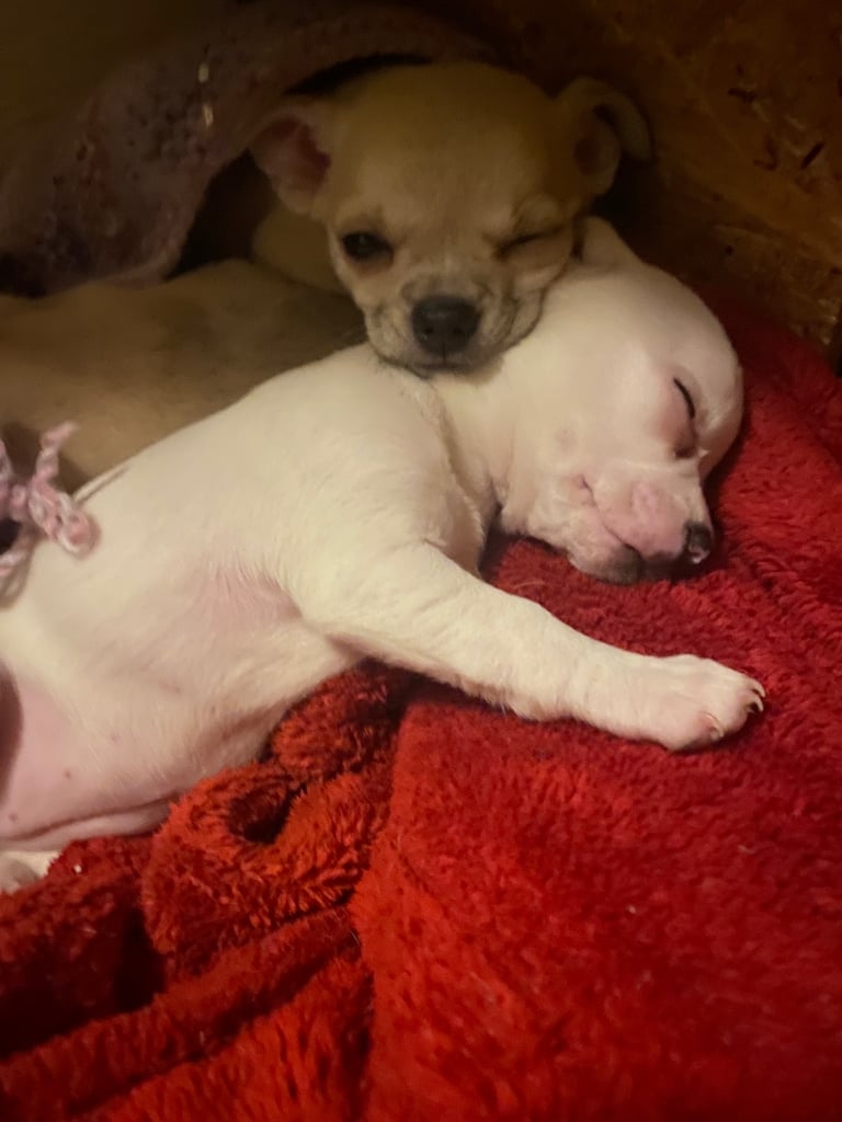 Pedigree Chihuahua puppies 