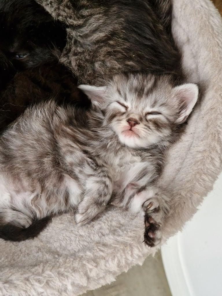 Polydactl maine coone kittens 
