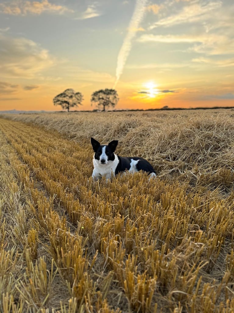 2 x Border Collie Pups for Sale 