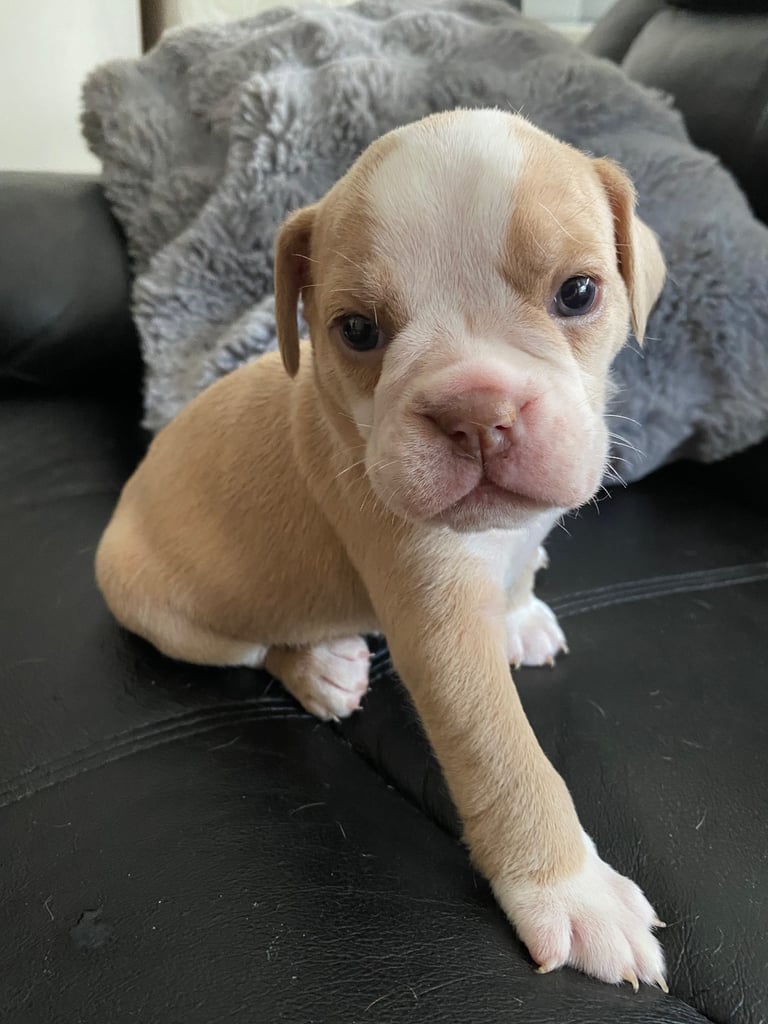 Old English bulldogs puppies for sale