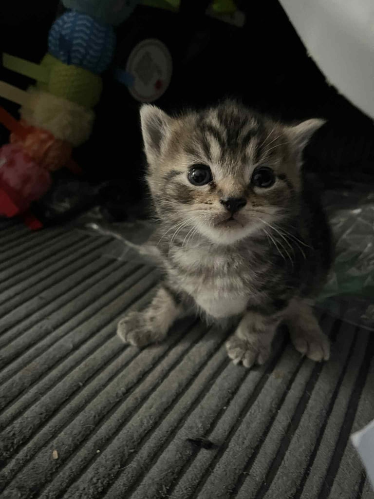 4 tabby kittens for sale