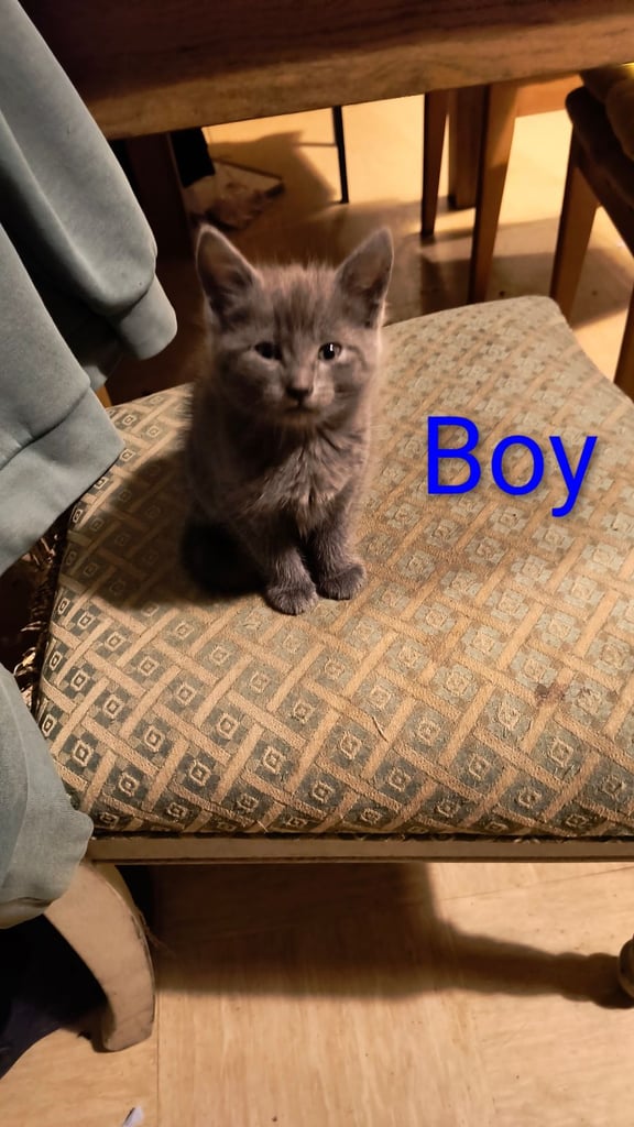 Catss kittens