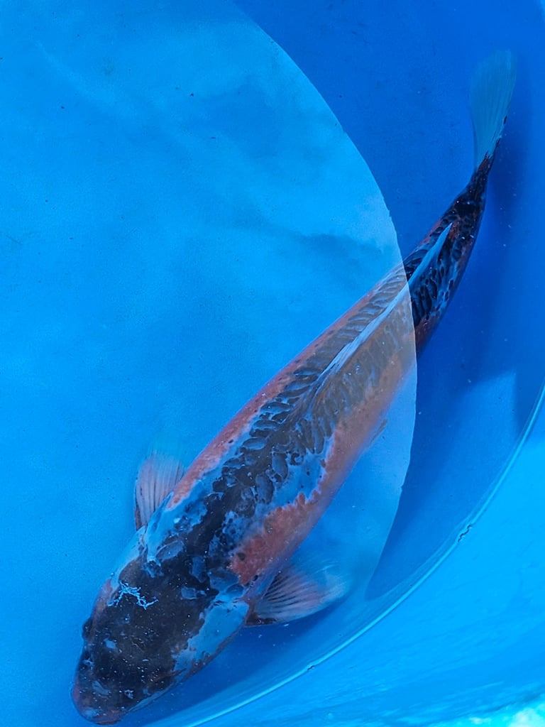 Large Japanese koi fish for sale 