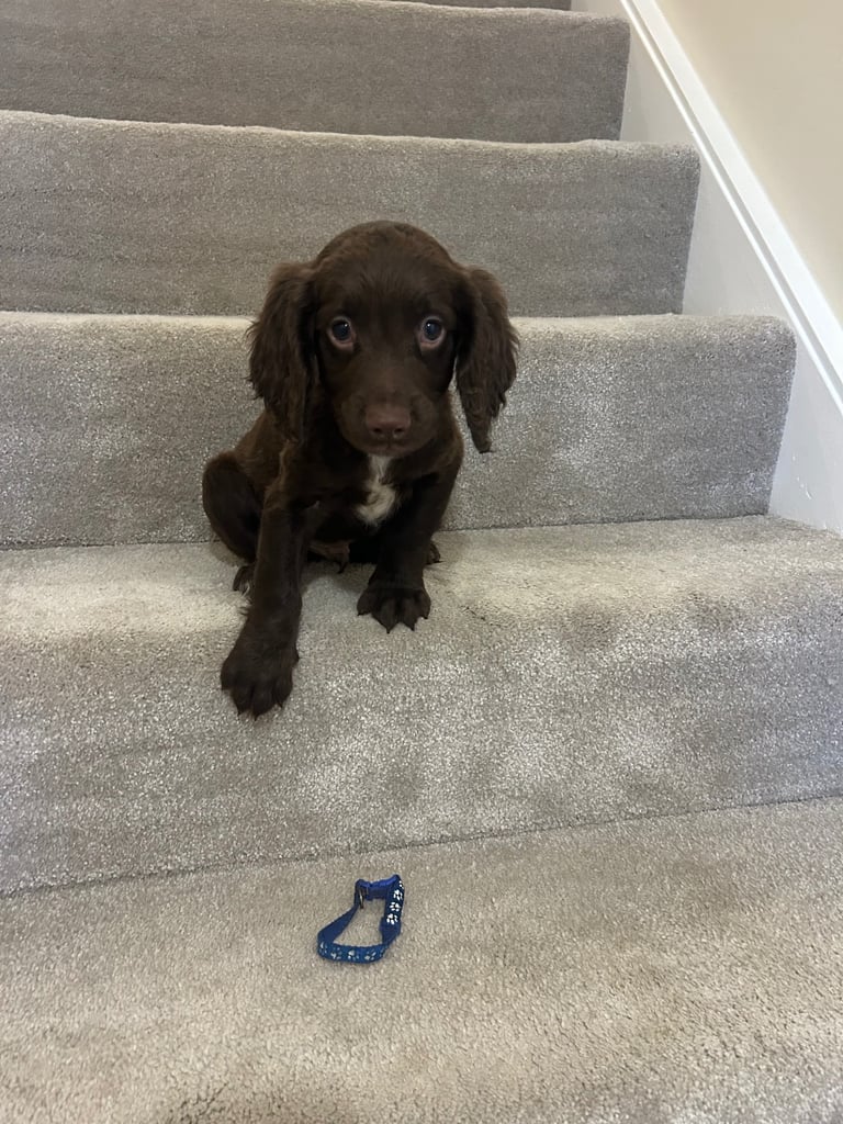  Sprocker spaniel puppy’s ready now 