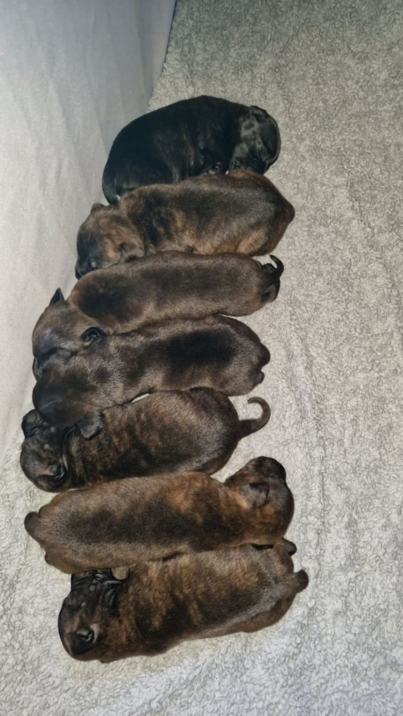 Male staffy puppys