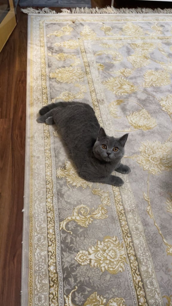 British short hair kitten