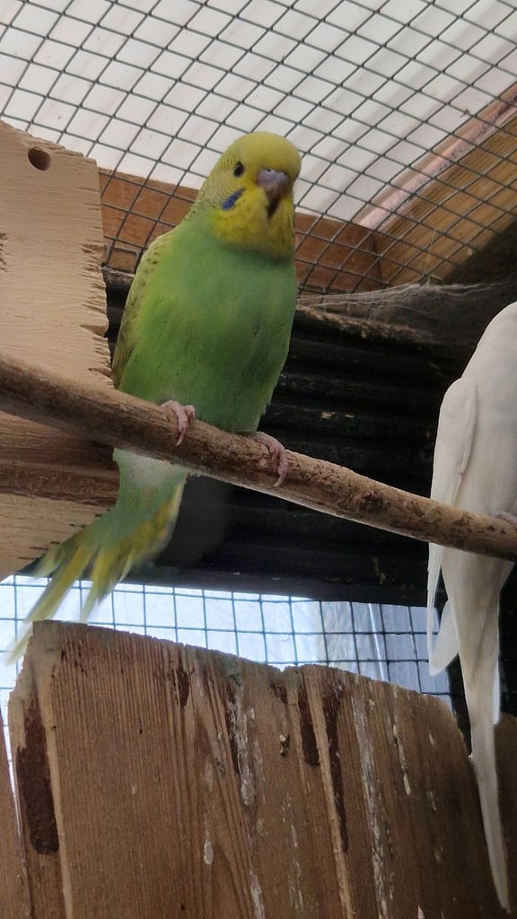 4x baby budgies £35 each 