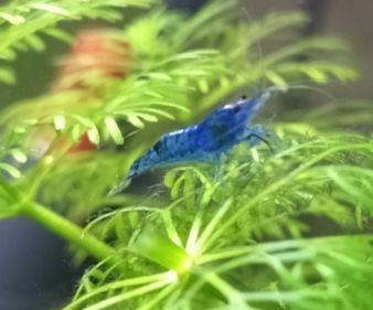 Blue dream neocardina shrimp aquarium fish tank tropical aquarium Costessey NR5 