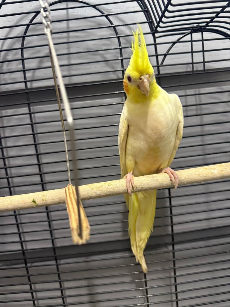 image for Cockatiel Baby