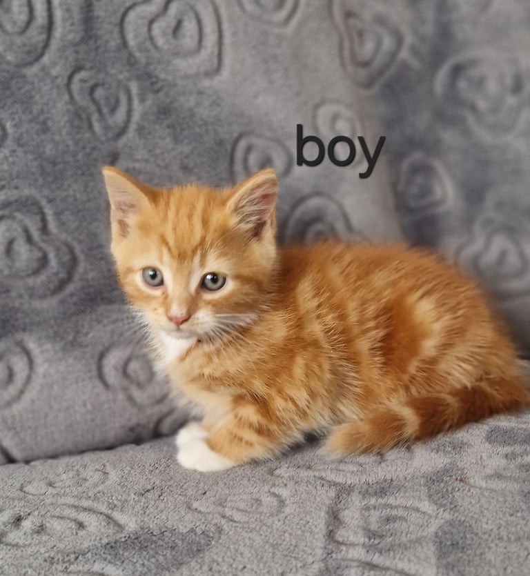 image for Kittens