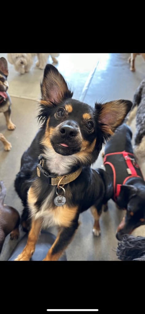 Miniature pinscher male