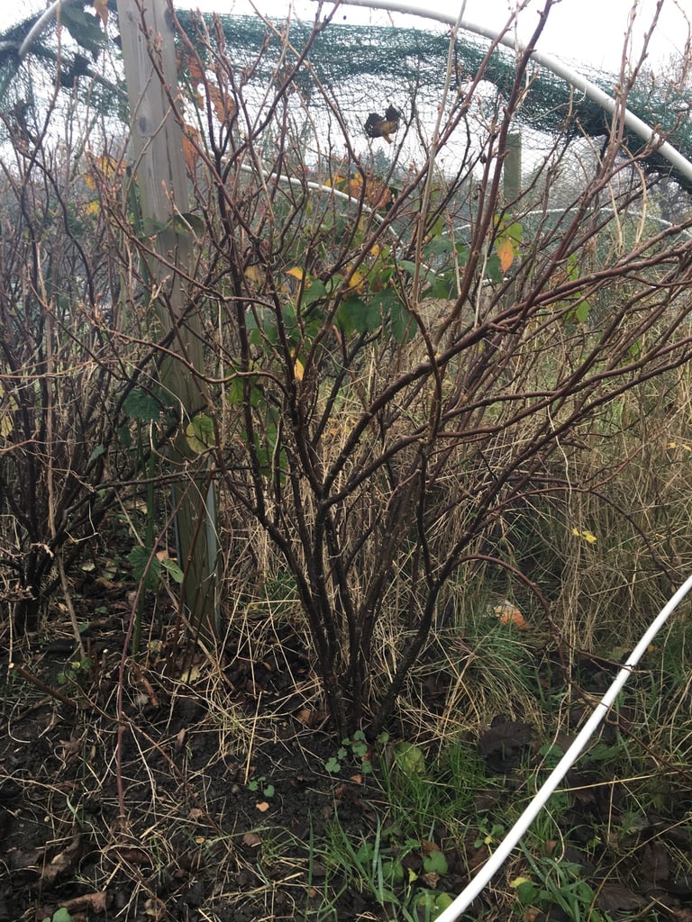 image for Black currants, red currants, white currants
