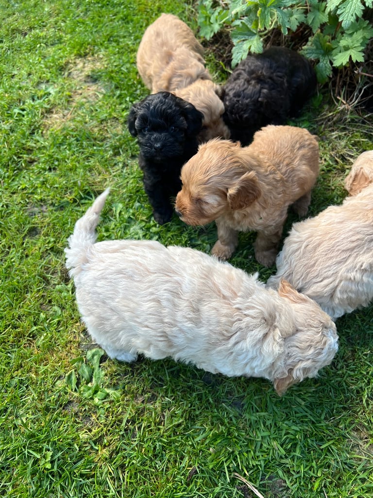 Gorgeous Cavapoo Puppies