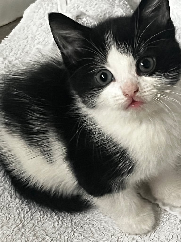 Kittens
