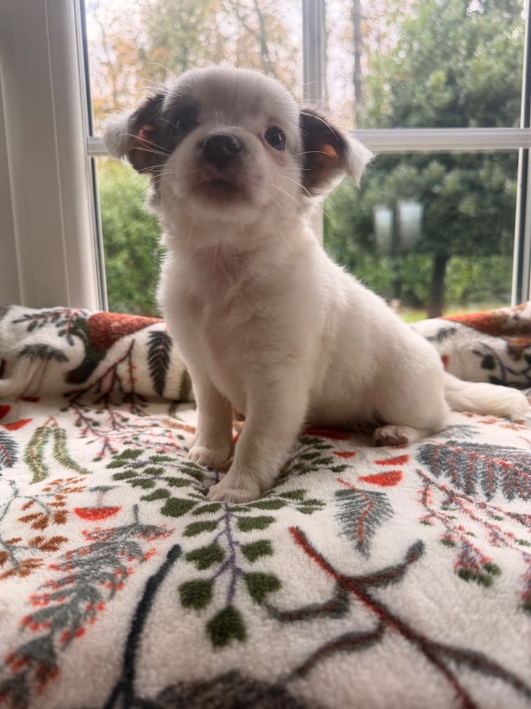 4 beautiful girl puppies