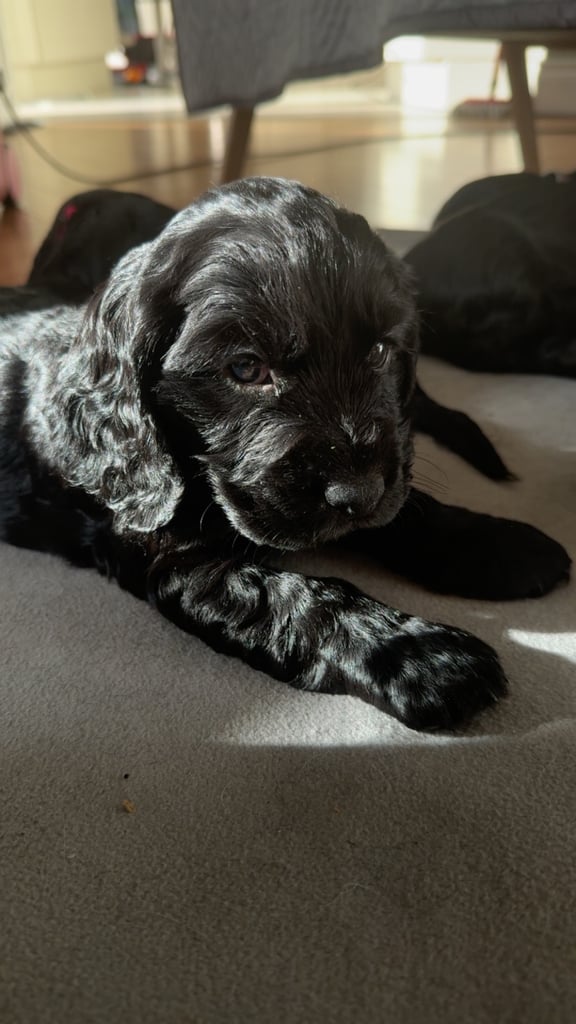 image for Show cocker Puppies 