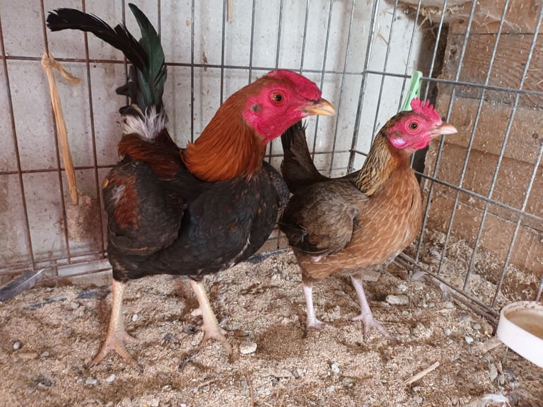 Pullets for sale chickens poultry hens coops arks