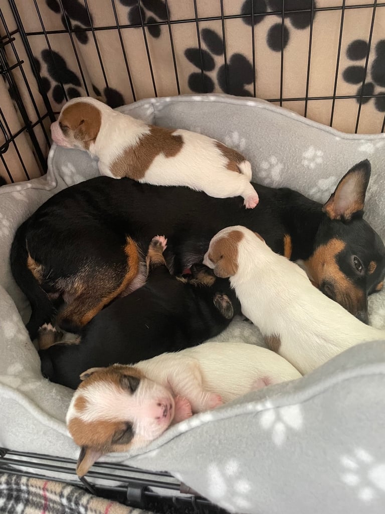 chihuahua x Jack Russell puppies
