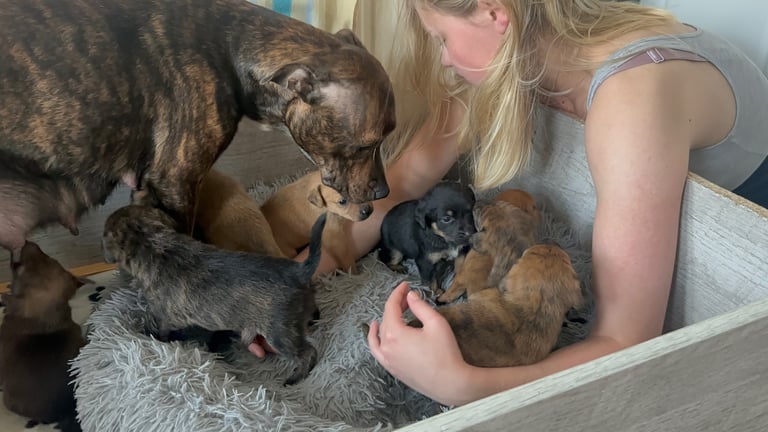 image for Staffy Puppies