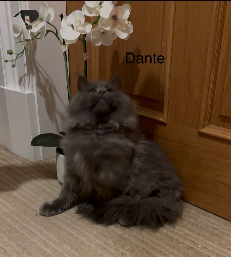 OUTSTANDING MAINE COON KITTENS