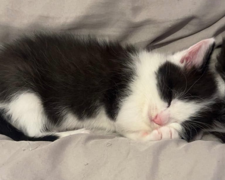 Kittens 
