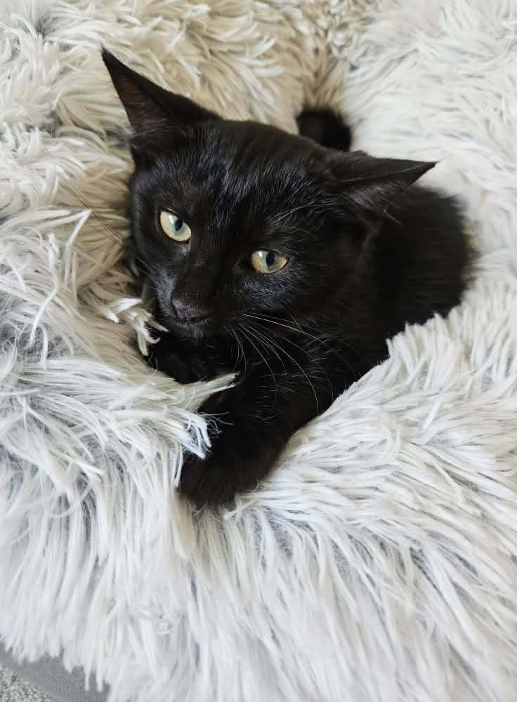 Little kelly is looking for a new home 