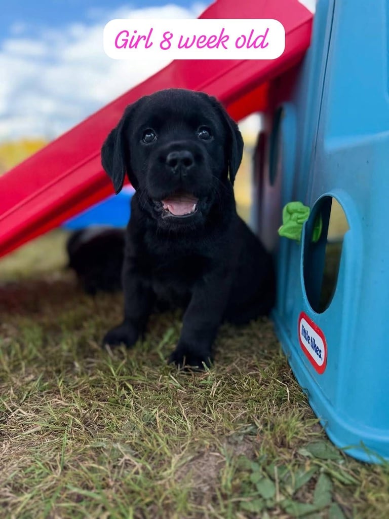 Labrador Retriever Puppies Available Now