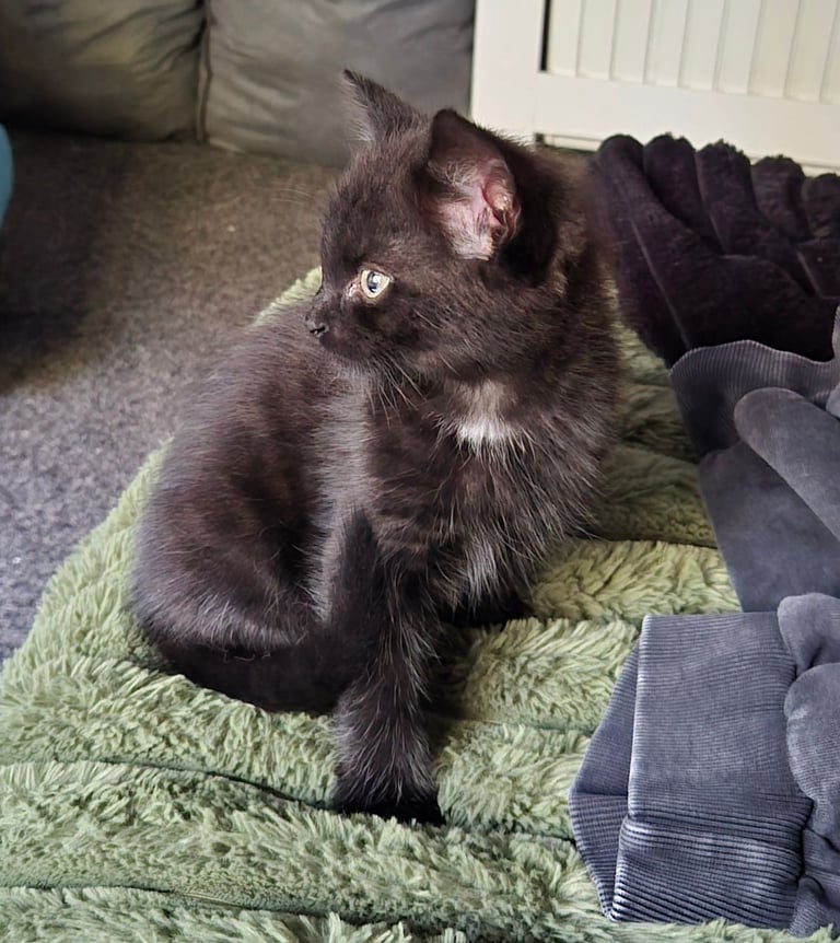 Kitten male black 