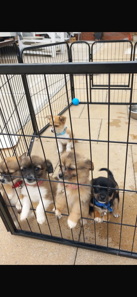 Fur baby boy&girl  looking for forever home