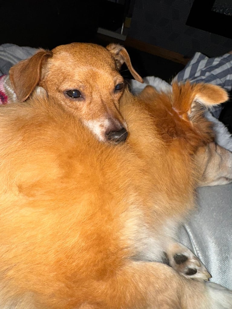 image for Re-homing two older dogs 