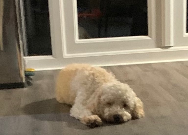 Cavapoochon puppies 
