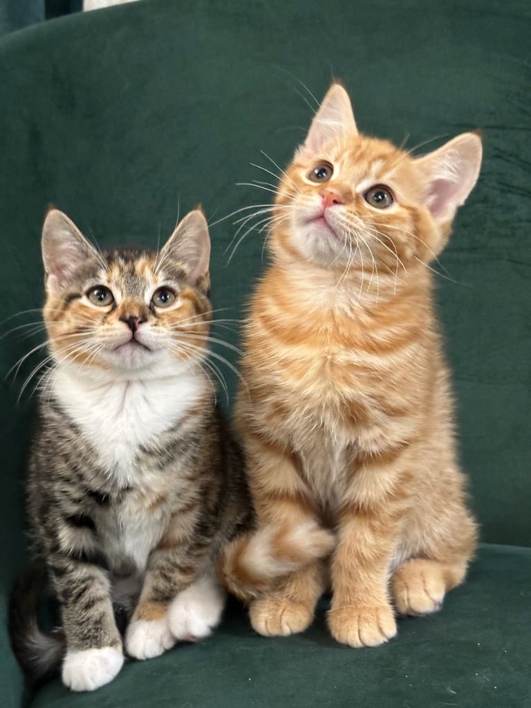 Cutest Ginger Tabby and Calico sibling-kittens looking for a forever home❤️