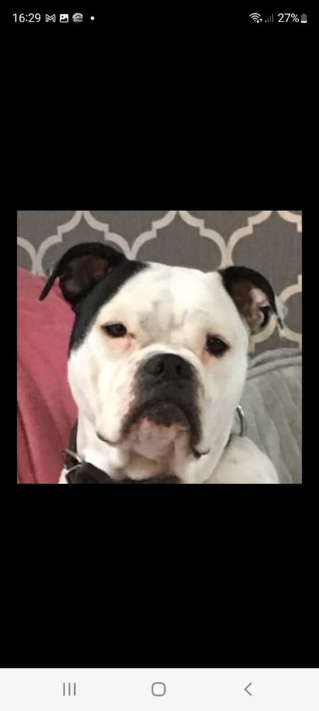 Dorset old tyme bulldogs 