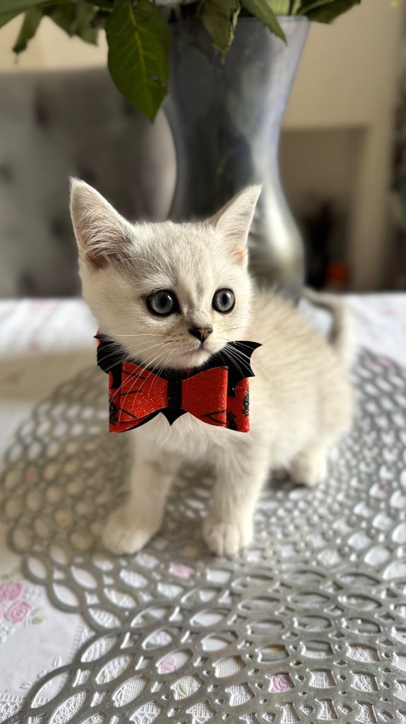 British Boy 