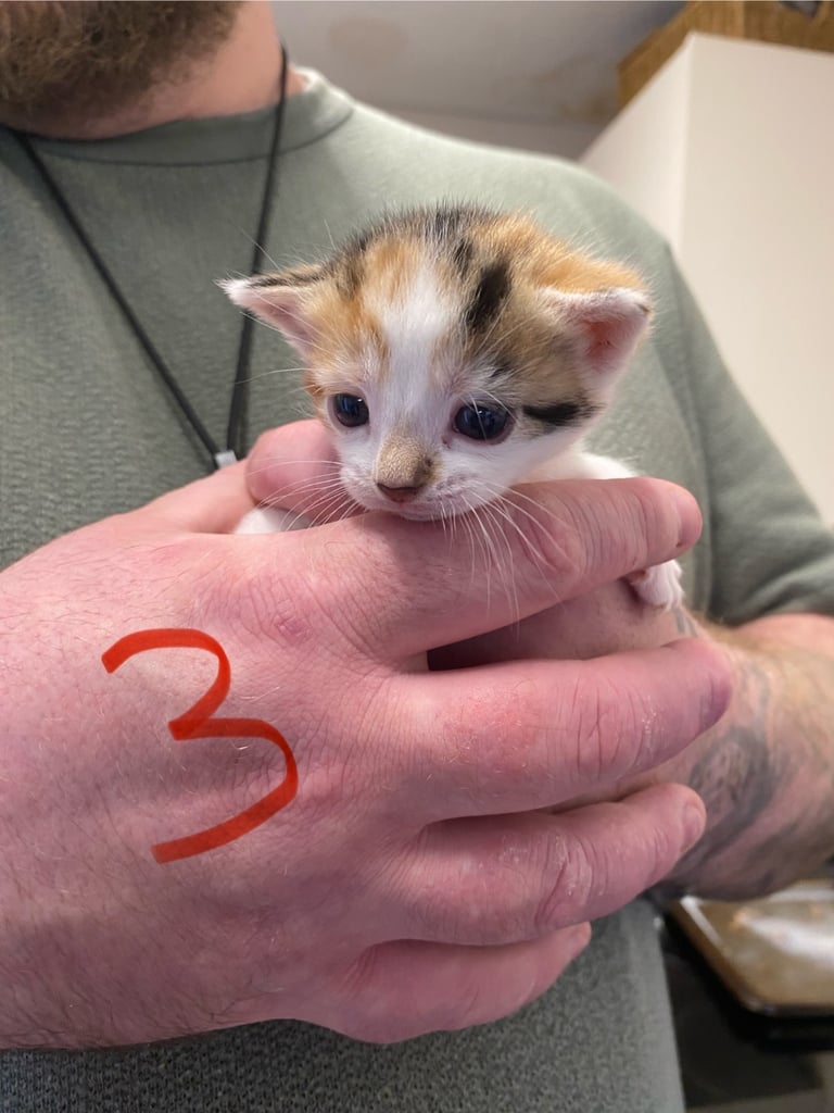 4 beautiful kittens