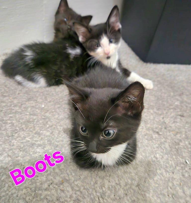 Beautiful Kittens Ready for Forever Home 