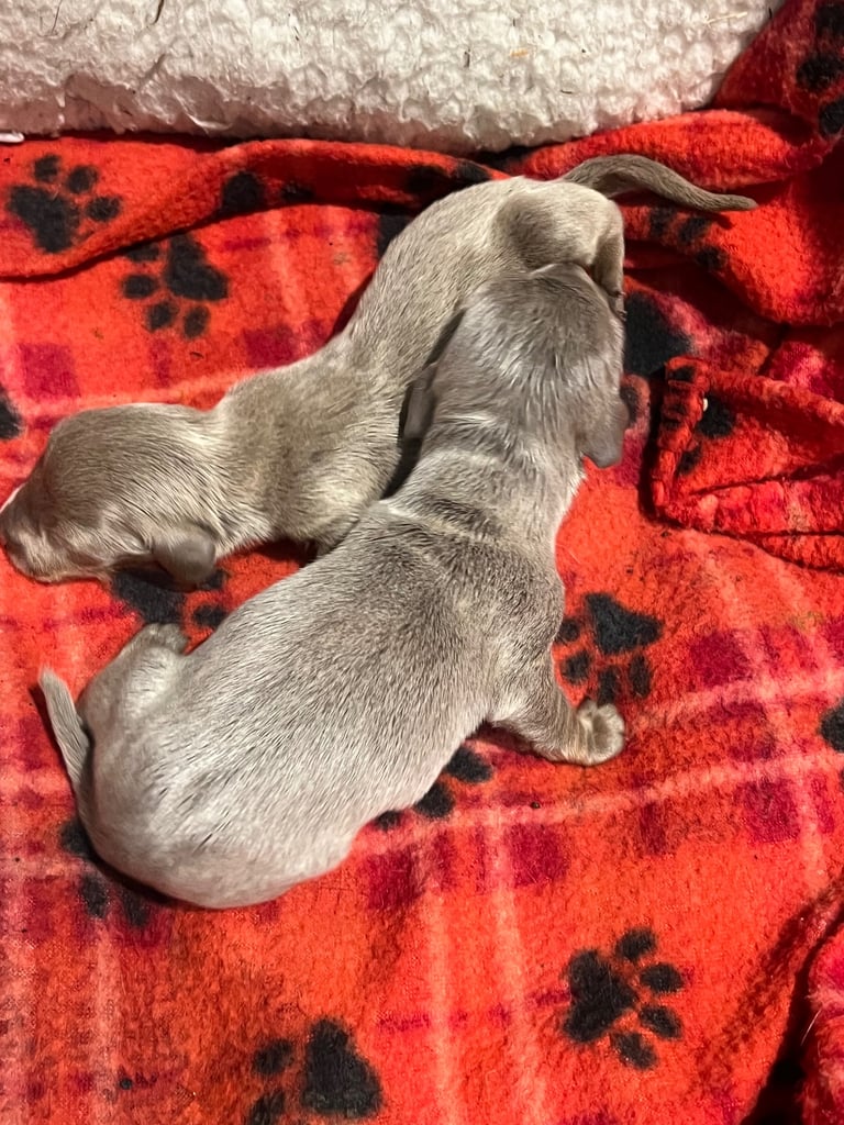 Dachshund miniature puppies 