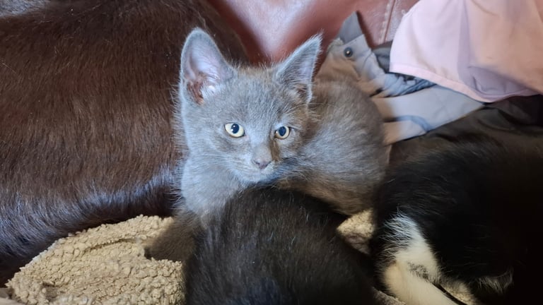 5 kittens ready to go to new homes 