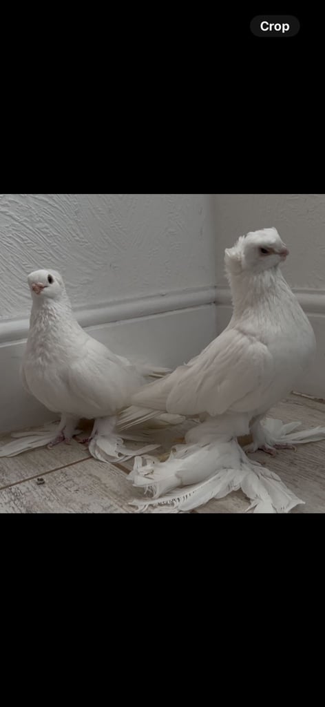 High quality pigeons