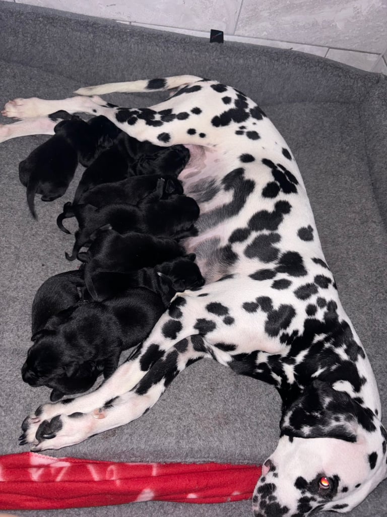 Dalmatian dog puppy sales price