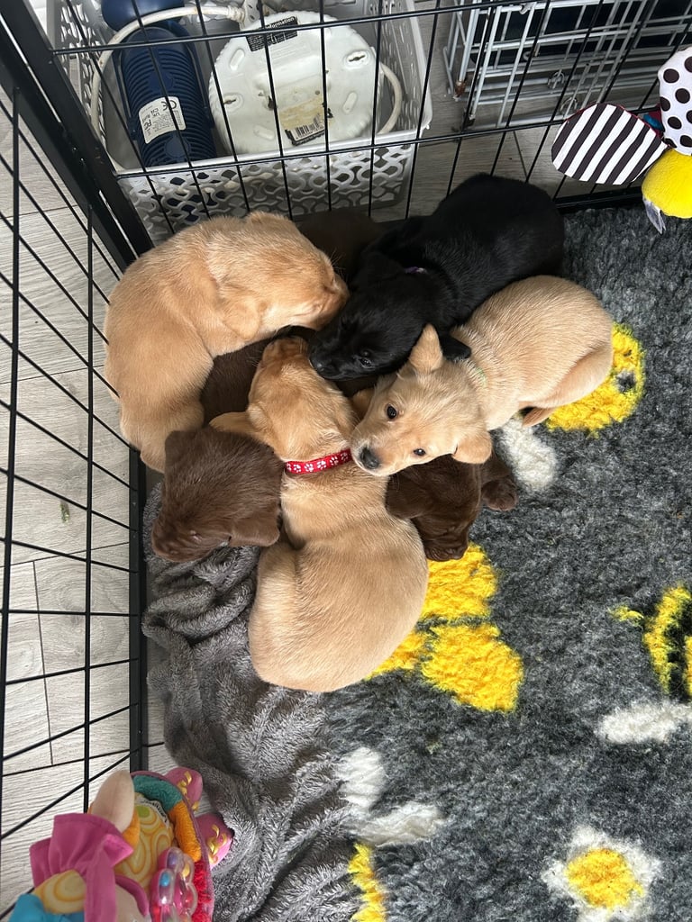 3 Labrador puppies left 