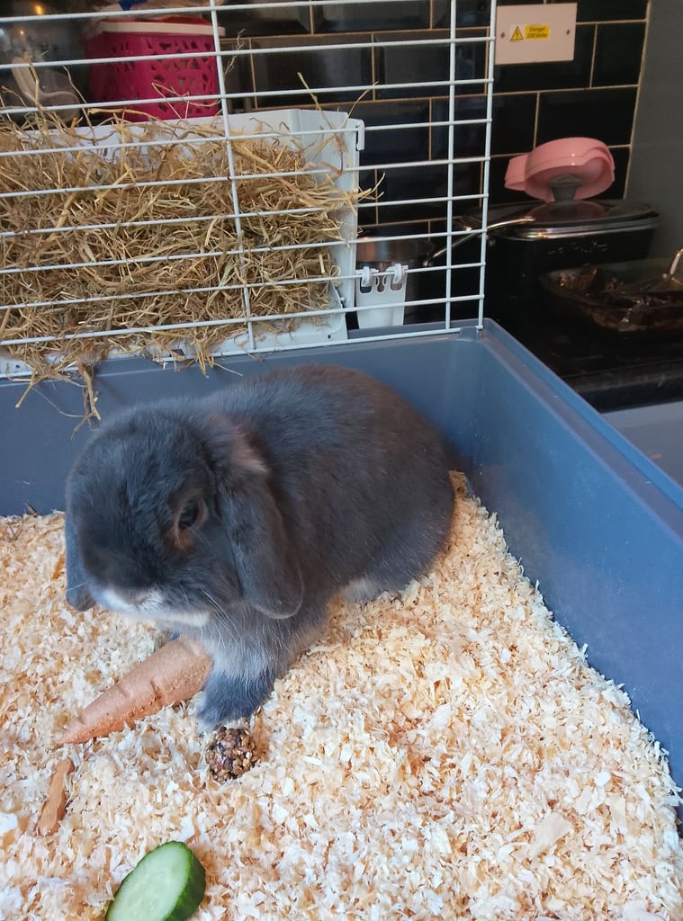 image for Mini lop
