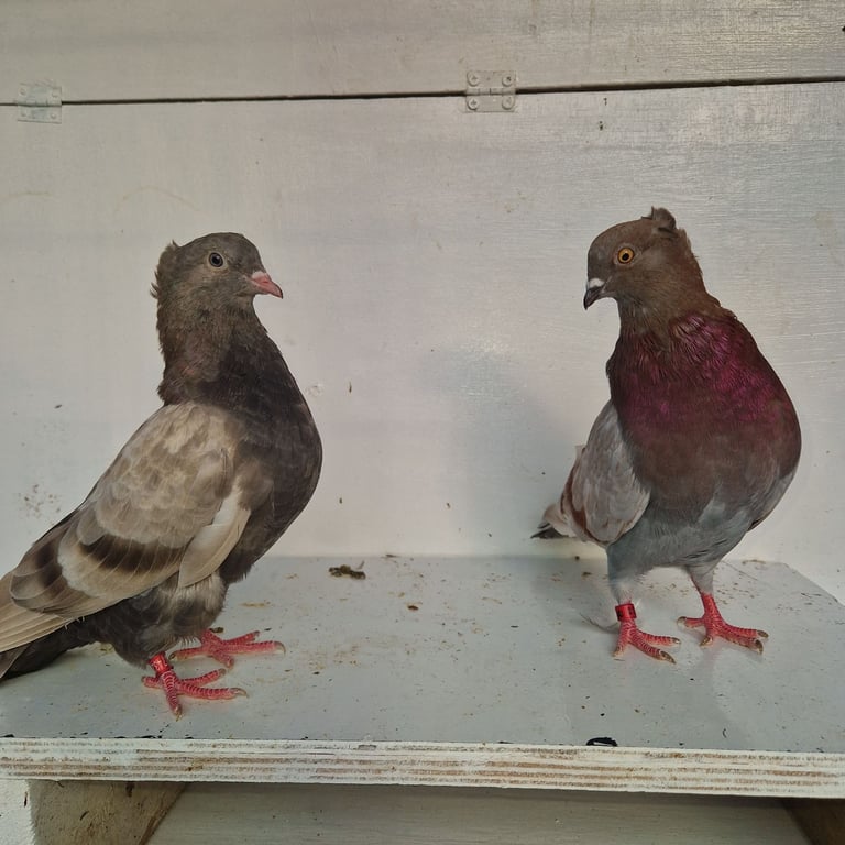 Serbian highflyers for sale 