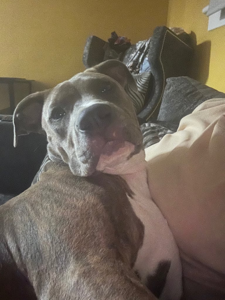 Staffy x American bulldog puppy 