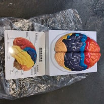image for Life-Size Anatomical Brain Model, Color-Coded Human Regional Brain Mod