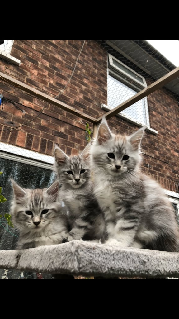 Maine coon kittens ready now