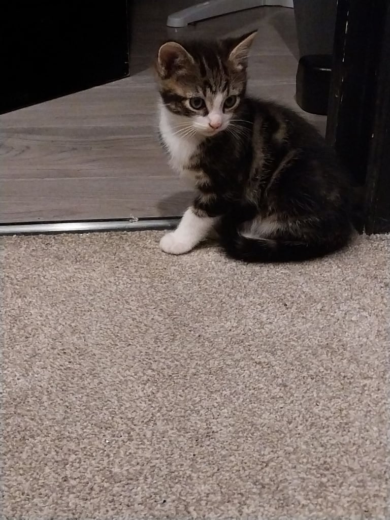 2 gorgeous male kittens for sale